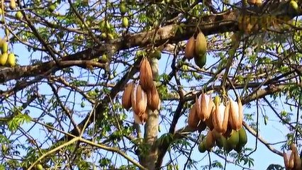 212.Hati hati, Inilah 7 Pohon Yang Dipercaya Sebagai Sarangnya Makhluk Gaib