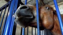 137.Funny Horses 2016 (HD) [Funny Pets]