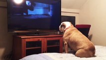 Un chien regarde un film d'horreur et aboie quand il y a du danger