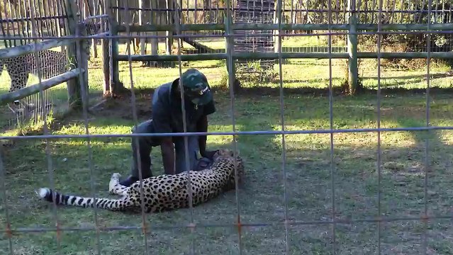 Un guépard attaque un guide en Afrique du Sud