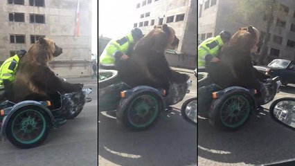 Un ours fait de la moto dans un side-car