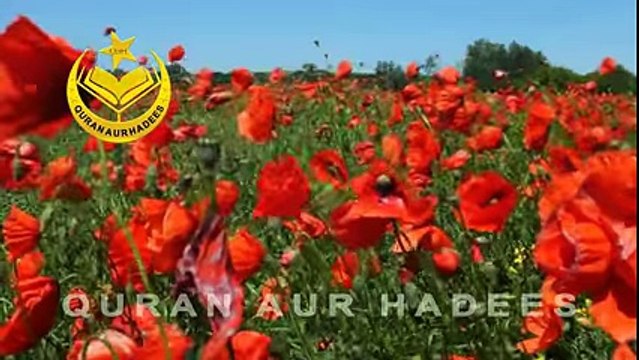 Hazrat Khalid Bin Waleed RA Accepting Islam - Khalid Bin Walid (RA) ka Islam Qabool Karne ka Waqia -