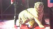 Harimau sirkus dicambuk 31 kali tiap 2 menit dari pelatihnya - Tomonews