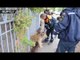 Nothing to see here, just a lion cub walking along a Russian street