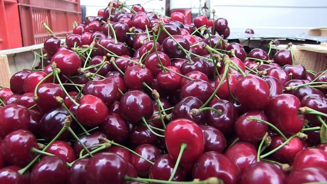 Le temps des cerises dans la Loire
