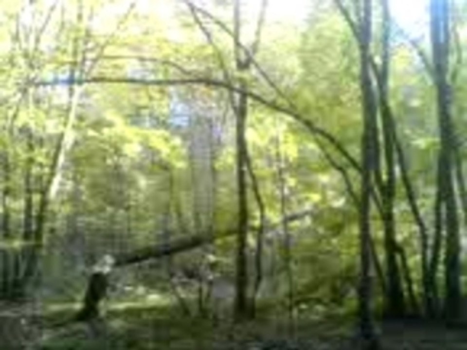 MOV00008