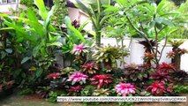 Dream Gardens: 'I’m hot on the trail of exotic house plants'