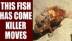 Walking fish on the sea floor is making scientists go crazy | Oneindia News