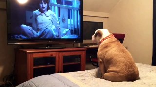 Bulldog watches a horror movie, does something INCREDIBLE during scary scene