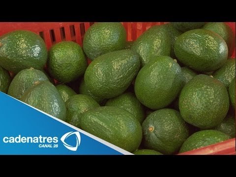 Morelos comienza a exportar aguacate a la Unión Europea