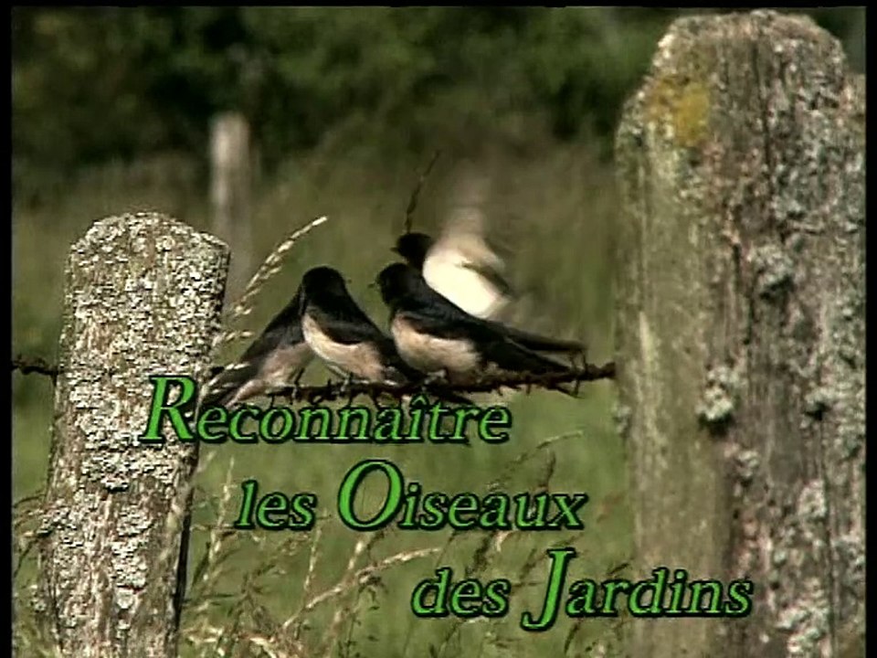 Reconnaître les oiseaux des jardins