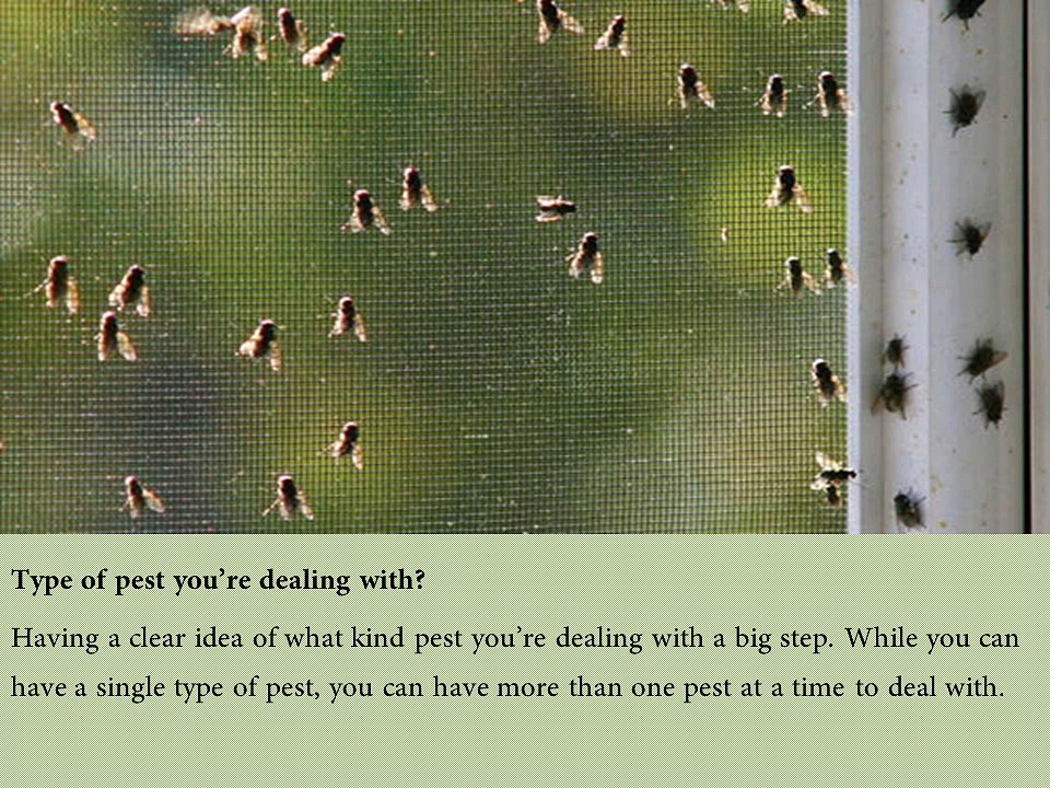 Things to remember while hiring Residential pest control services