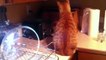 111.Cats vs Toaster  Cats Getting Scared by Toasters  [Funny Pets]