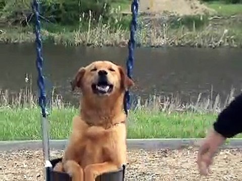 Papa setzte seinen Hund in die Schaukel. Aber dann? Ich habe mich TOT GELACHT, als ich die Reaktion dieses Hundes gesehen habe!