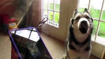 99.Dogs Singing ★ BEST Singing Dog VIDEOS [Funny Pets]