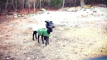 112.Funny SCREAMING Sheep [Funny Pets]
