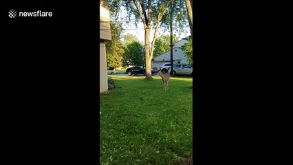 Man rescues newborn deer stuck in football net