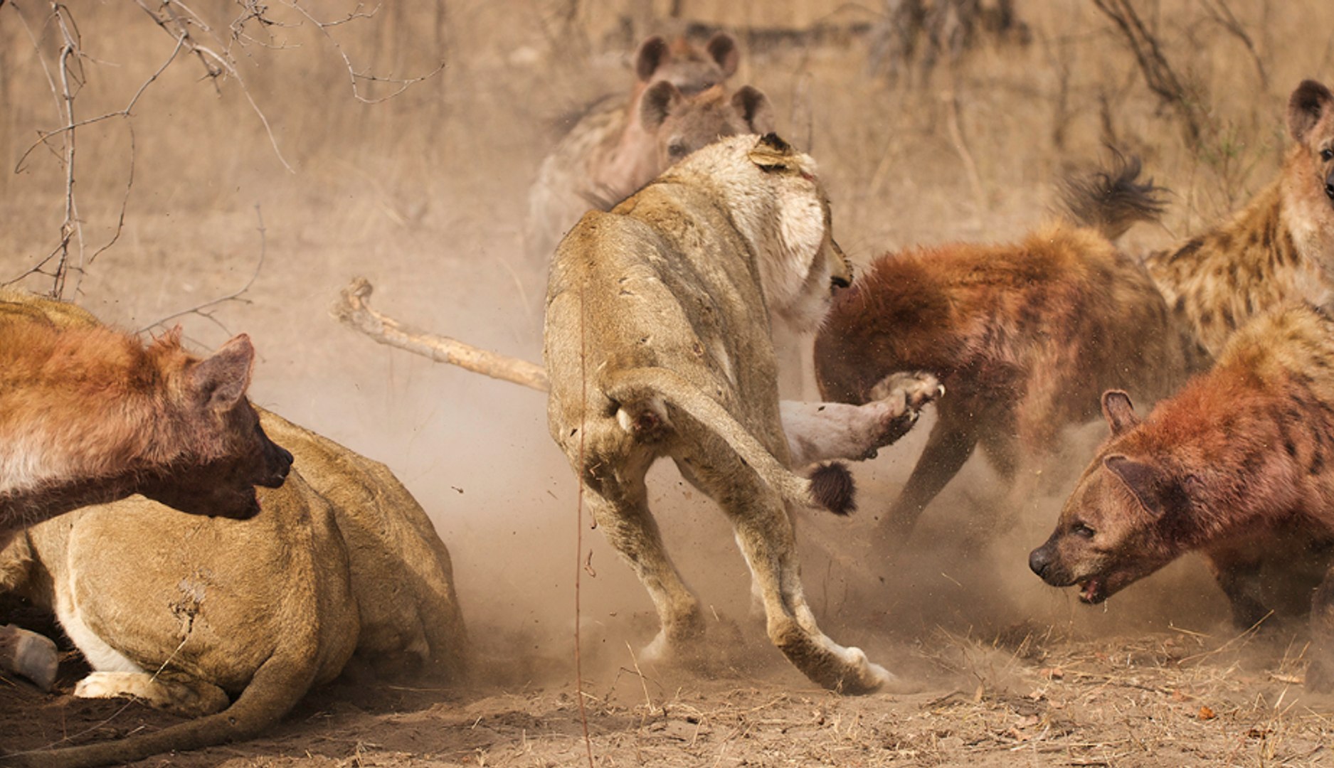 Нападение львов. Нападающий Лев против гиен. Битва гиена и бой Лев.