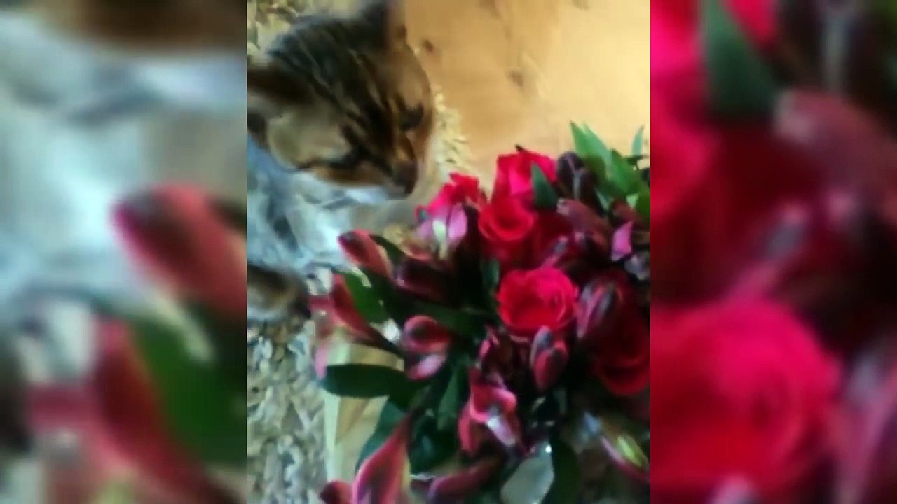 FUNNY CATS, NEW CHALLENGE, TRY NOT TO LAUGH - Best CAT VIDEOS Compilation