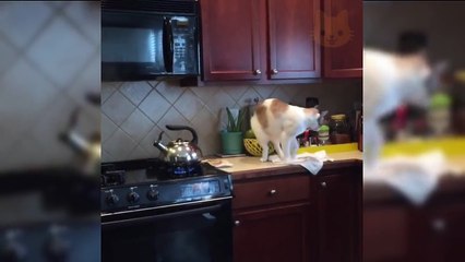 FUNNY CATS - TRY NOT TO LAUGH CHALLENGE, Best CAT VIDEOS Compilation