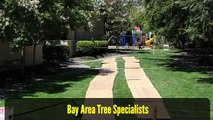 Arborists San Jose CA - Bay Area Tree Specialists (408) 836-9147