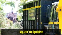 Commercial Tree Service San Jose - Bay Area Tree Specialists (408) 836-9147
