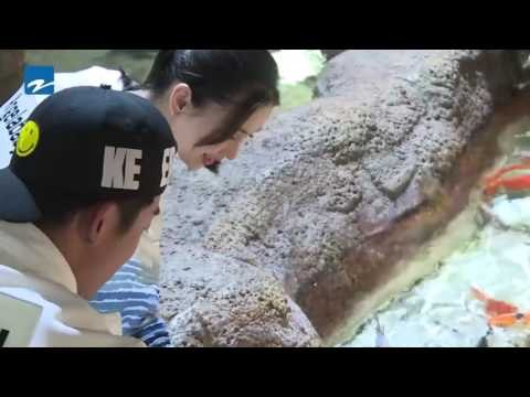 【未播】Angelababy拿着奶瓶喂鱼 小猎豹郑恺强行加入《奔跑吧》Keep Running EP.8 20170602 [ 浙江卫视官方HD ]