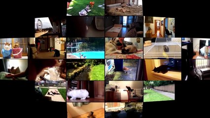 02.Animals vs People - Funny Animals Get Their Revenge Part 4