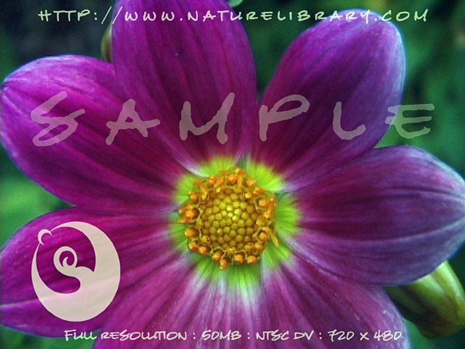 NL-Full-sample-live-edit