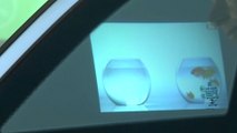 Want Your Car Windows To Be Digital Billboards?