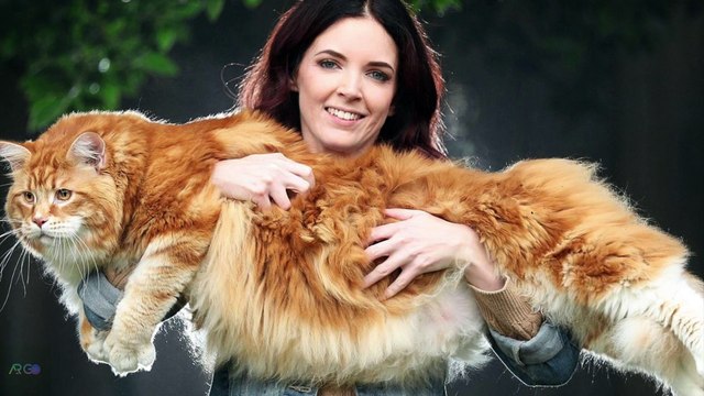 The World’s Longest Cat - A Tiny Kitty, And It Grows To Be The World’s Longest Cat