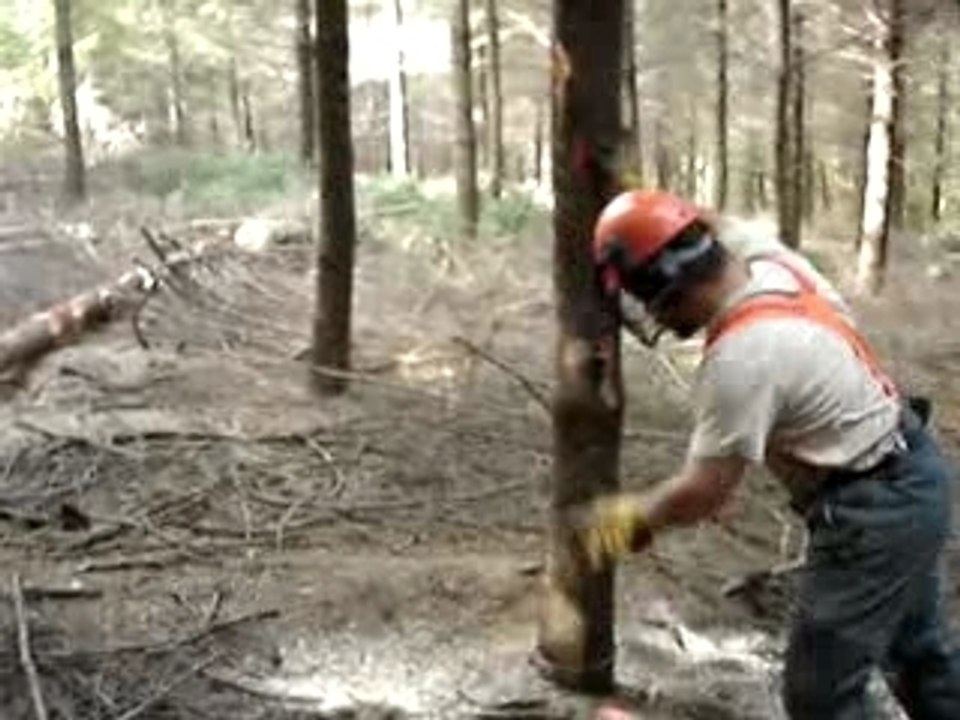 Abattage de nico assez marrant ^^