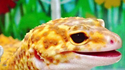 This Gecko Can’t Stop Smiling - It Will Make Your Day