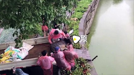 Les employés d’un zoo jettent un âne vivant dans la fosse aux tigres pour faire des économies