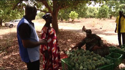 Espace francophone - La mangue, label du Mali