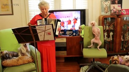 38.Funny Dogs 2017  Funny Dogs Playing [Funny Pets]