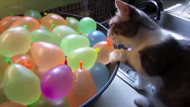 39.Cats VS Balloons Funny Cats Playing With Balloons [Funny Pets]