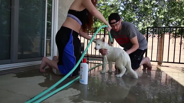 35.Cute Husky Puppies Funny and Cute Huskies [Funny Pets]