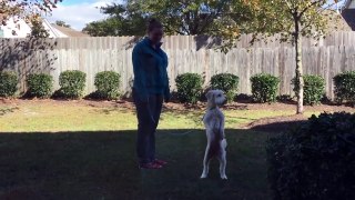 33. Funny Dogs Walking On Two Legs [Funny Pets]