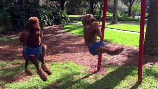 48.Cute Dogs At The Playground  [Funny Pets]