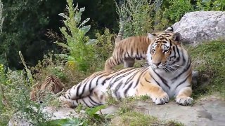 50.Cute Tiger Cubs Playing  Funny Tigers Playing [Funny Pets]