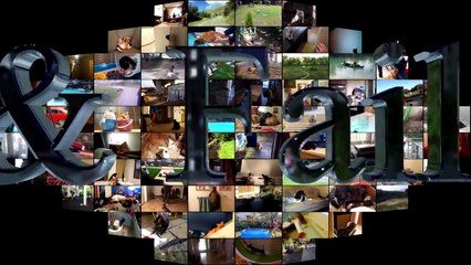 12.Dog Fails - Dog Fails Compilation - April 2017