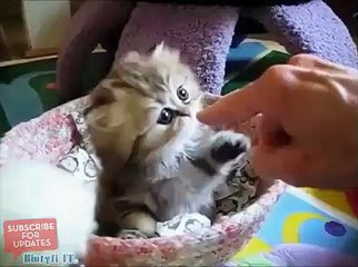 Sweetheart kittie giving five - want to have one at home!