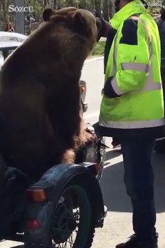 Rusya'da görüntülenen ayı, şehir hayatına adapte olmuş gözüküyor
