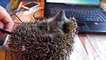 62.Cute And Funny Hedgehogs  [Funny Pets]