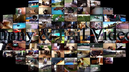 17.Funny Animals Get Their Revenge Part 3 - Animals vs People - Funny Animals