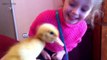 32.Funny Ducks 2017  Funny Cute Ducks [Funny Pets]