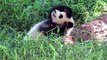 61.Playing Pandas  Baby Panda [Funny Pets]