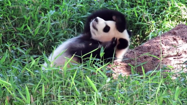 61.Playing Pandas Baby Panda [Funny Pets]