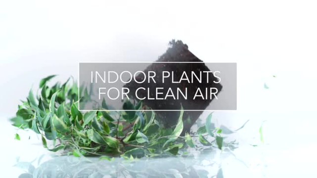 Indoor plants that will improve air quality inside your home